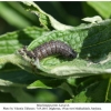 muschampia proto daghestan larva4